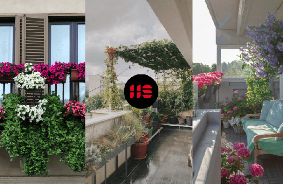 Co pěstovat na terase: Ideální rostliny do květináče
