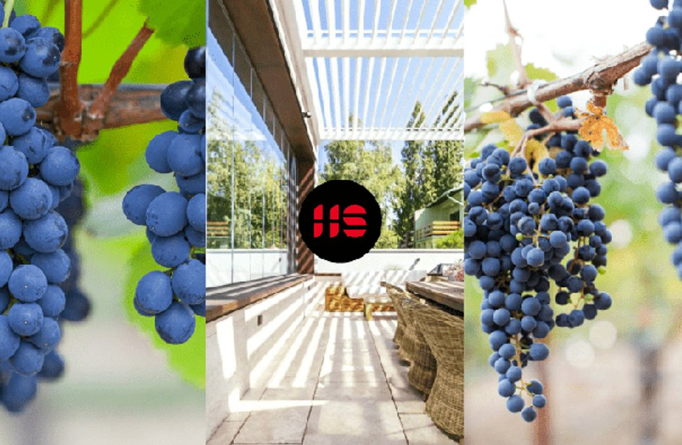Jak pěstovat víno na pergole?