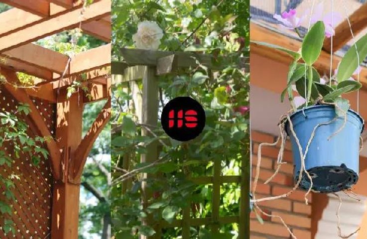 Jaké rostliny vybrat na pergolu