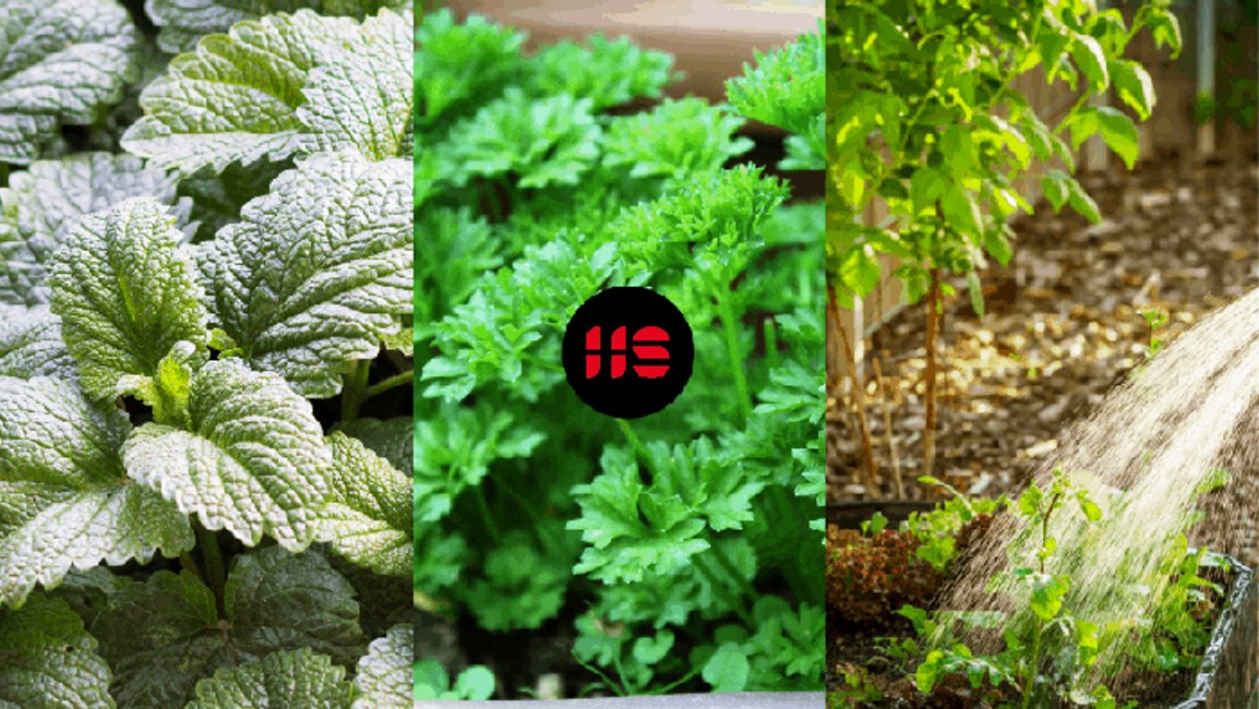 Kdy a jaké bylinky sázet na zahradě