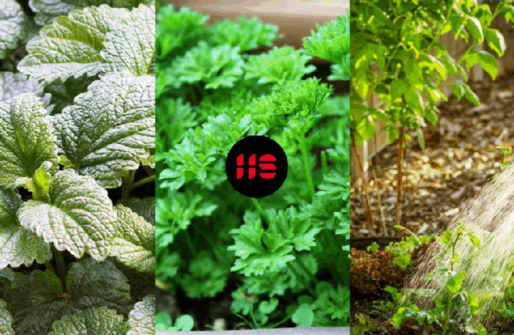 Kdy a jaké bylinky sázet na zahradě