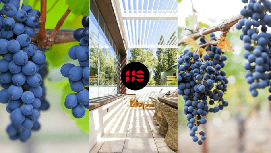 Jak pěstovat víno na pergole?